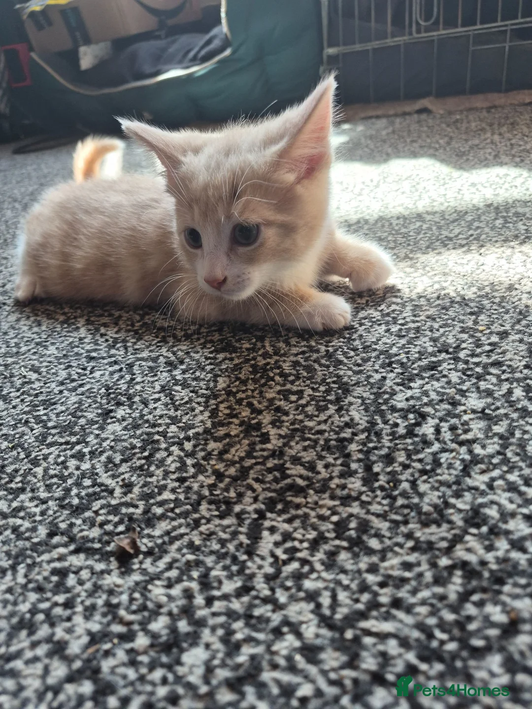Domestic Shorthair cats for sale: Kittens  - Advert 1