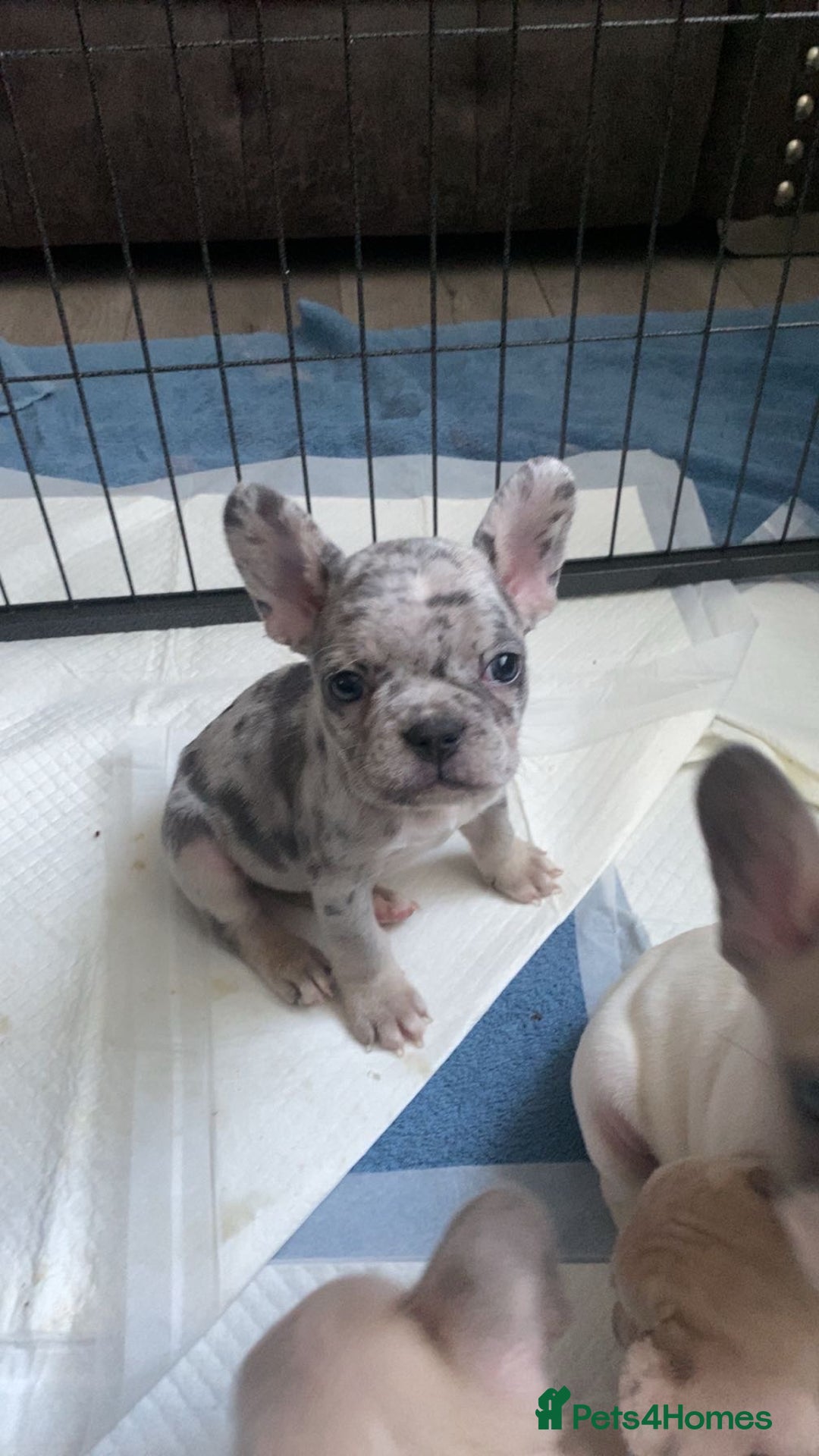 French Bulldog dogs for sale: 8 adorable frenchie pups  - Advert 7