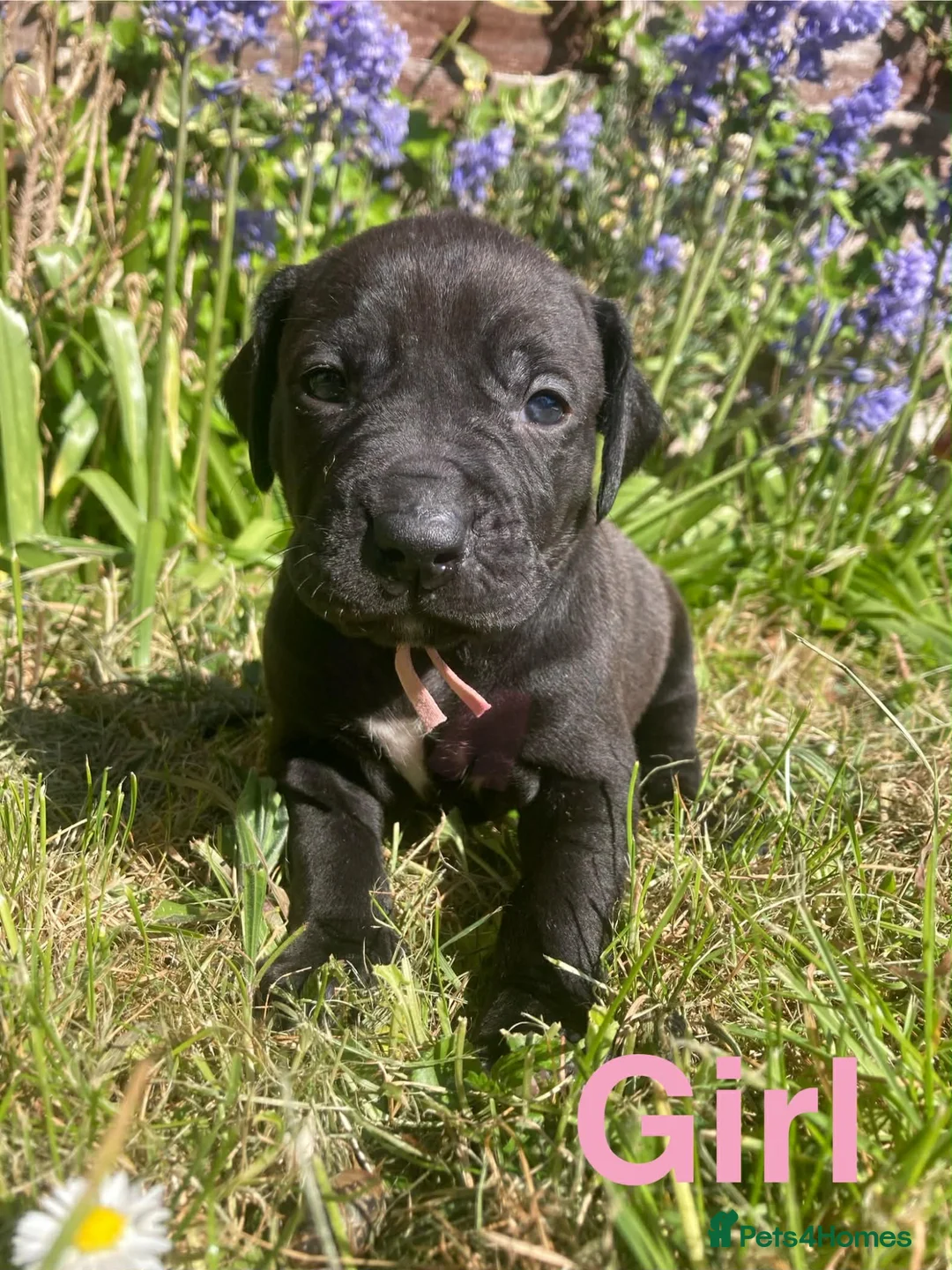 Mixed Breed dogs for sale: Gorgeous Rhodesian Ridgeback cross puppies  - Advert 2