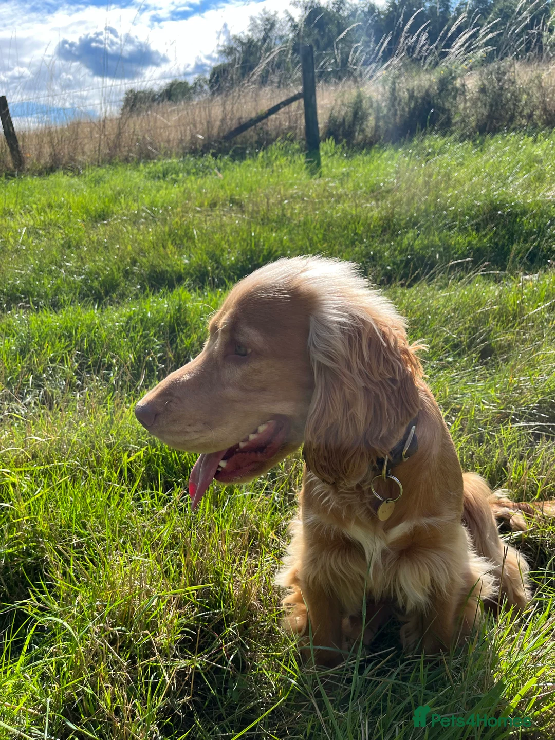 Cocker Spaniel dogs for stud: PROVEN STUD 100% show cocker, KC REG, Clear health in Tonbridge - Advert 9