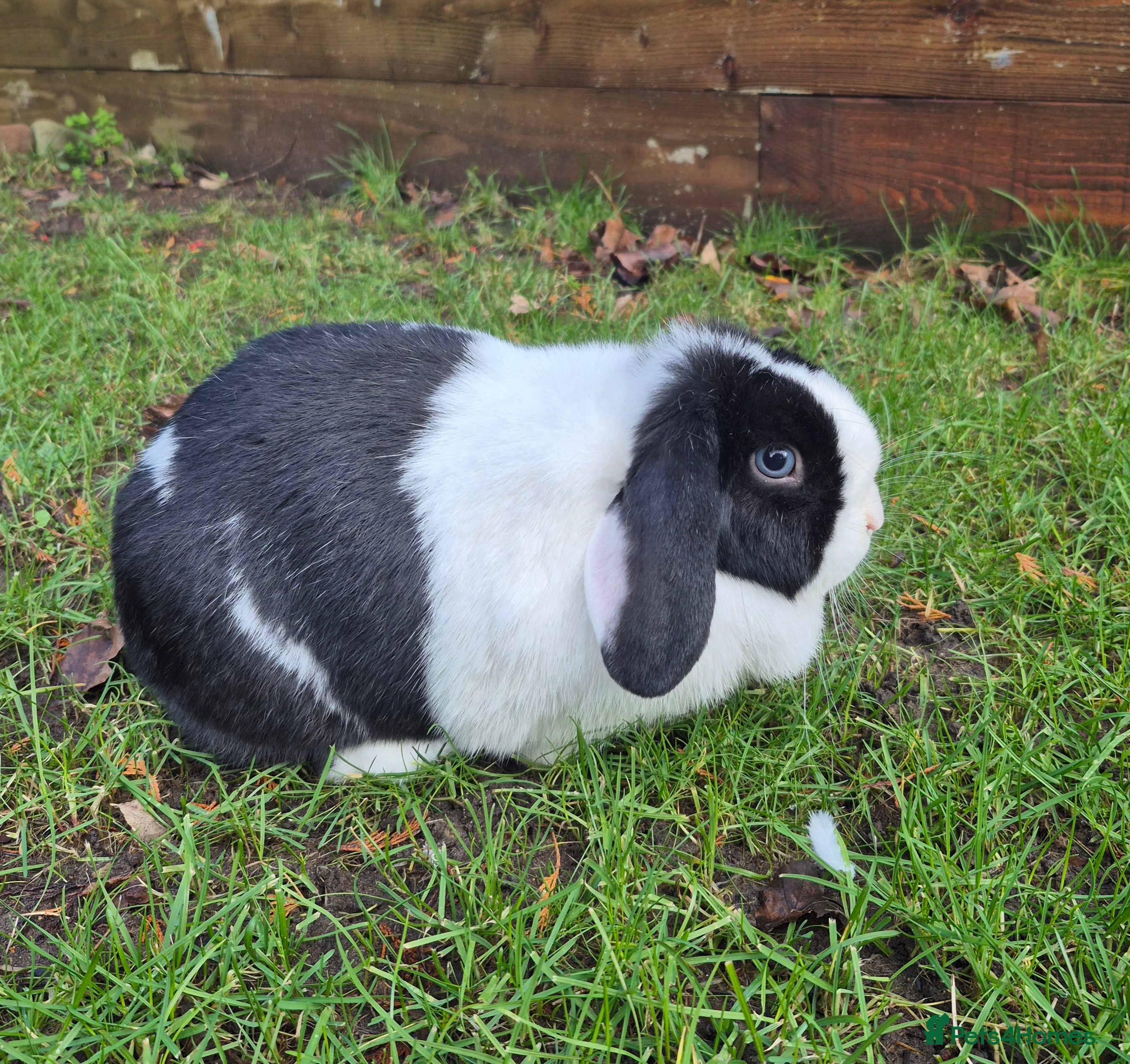 Mini Lop rabbits Mini lop doe - Advert 1