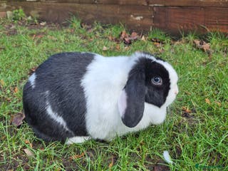 Mini Lop rabbits Mini lop doe - Advert 3