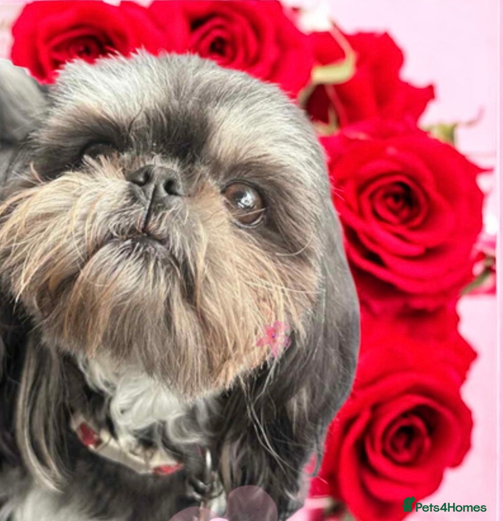 Shih Tzu dogs KC Reg Dobie Imperial Shih Tzu Stud (PROVEN) 👑  in Mansfield - Advert 18