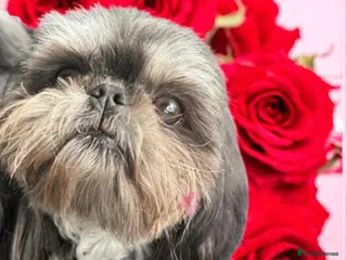 Shih Tzu dogs KC Reg Dobie Imperial Shih Tzu Stud (PROVEN) 👑 in Mansfield - Advert 1