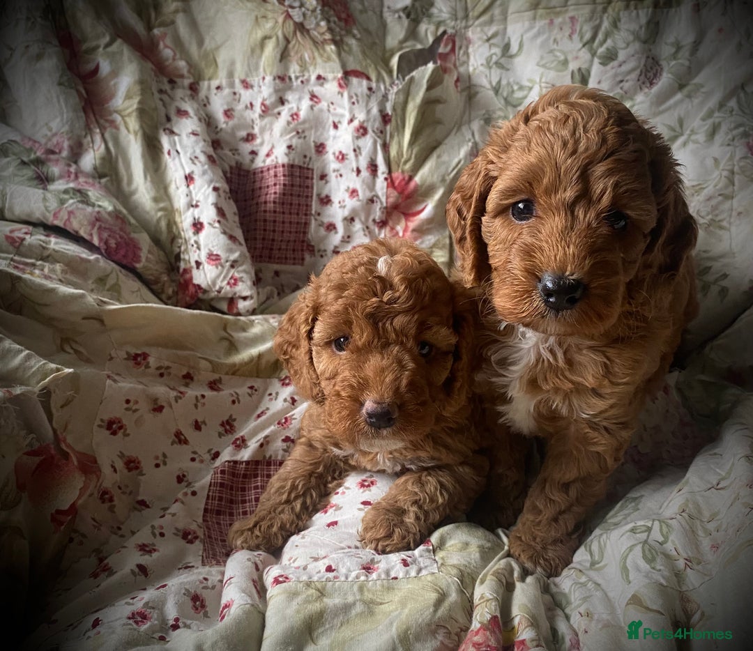 Cockapoo dogs for sale: Fabulous F1b Fox Red Cockapoo Health Cleared - Image 29