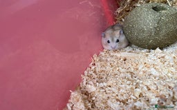 Hamster rodents for sale: Russian dwarf hamster - Image 2