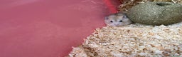 Hamster rodents for sale: Russian dwarf hamster - Advert 2