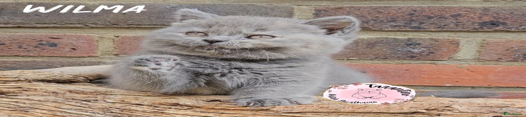 British Shorthair - Wilma 