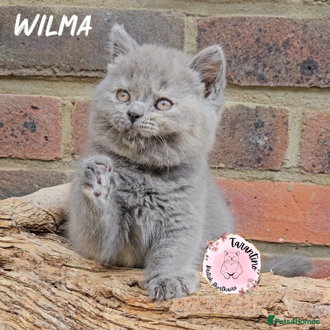 British Shorthair cats for sale: GCCF BRITISH SHORTHAIR/LONGHAIR KITTENS  in London - Image 11
