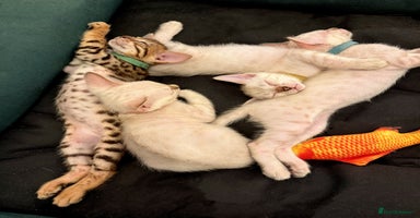 Bengal cats - Advert 10