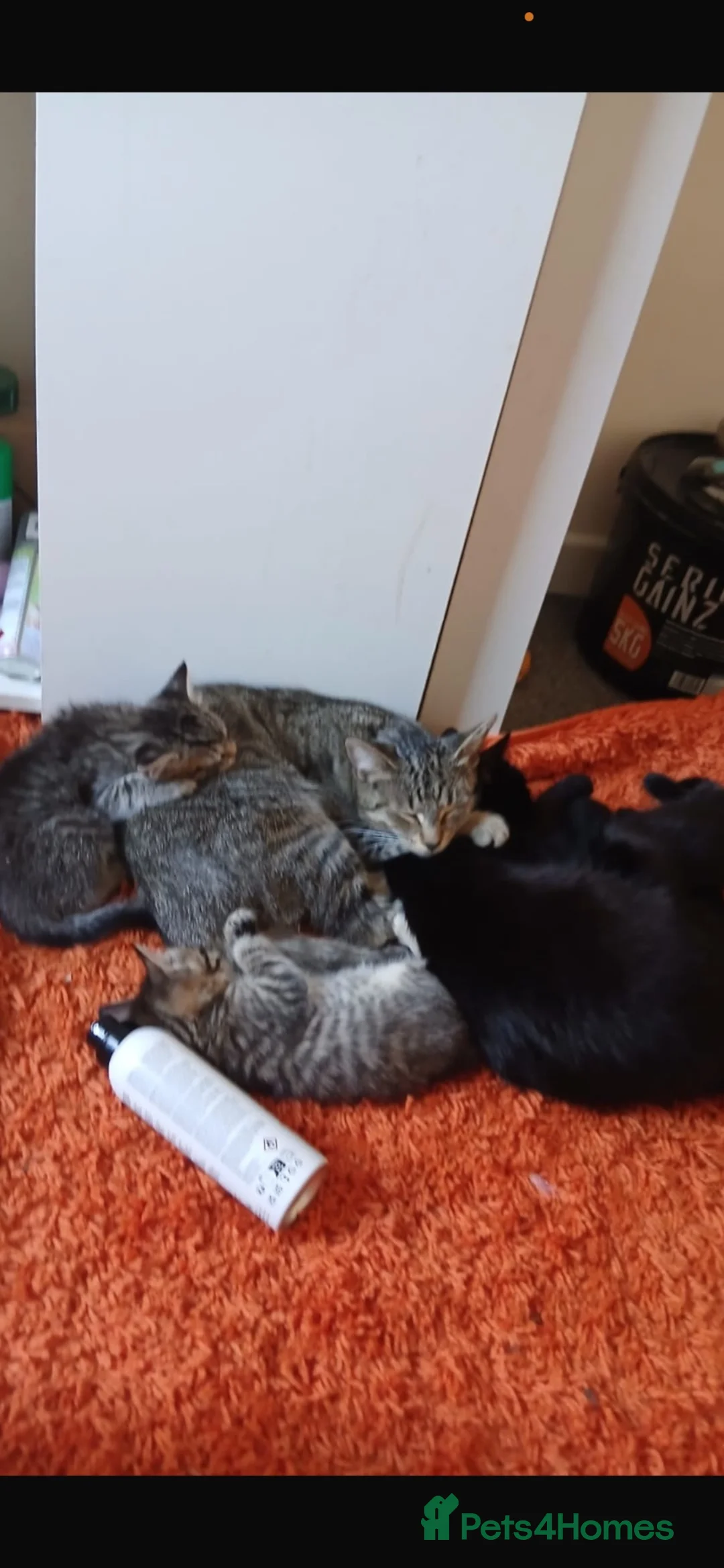 Mixed Breed cats for sale: Beautiful tabby female kitten  - Advert 5