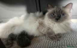 British Shorthair cats for sale: 💙Baby British Blue/Ragdoll Boy 💙 - Image 8