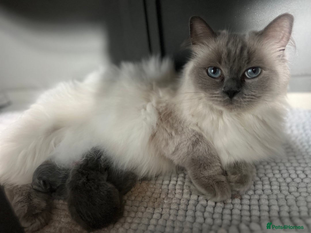 British Shorthair cats for sale: 💙Baby British Blue/Ragdoll Boy 💙 - Image 8