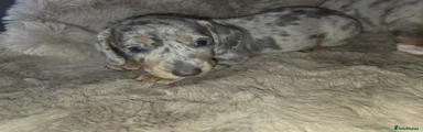Miniature Dachshund 1 Boy
