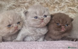 British Shorthair cats for sale: Tica registered British Shorthair kittens Champion - Image 17