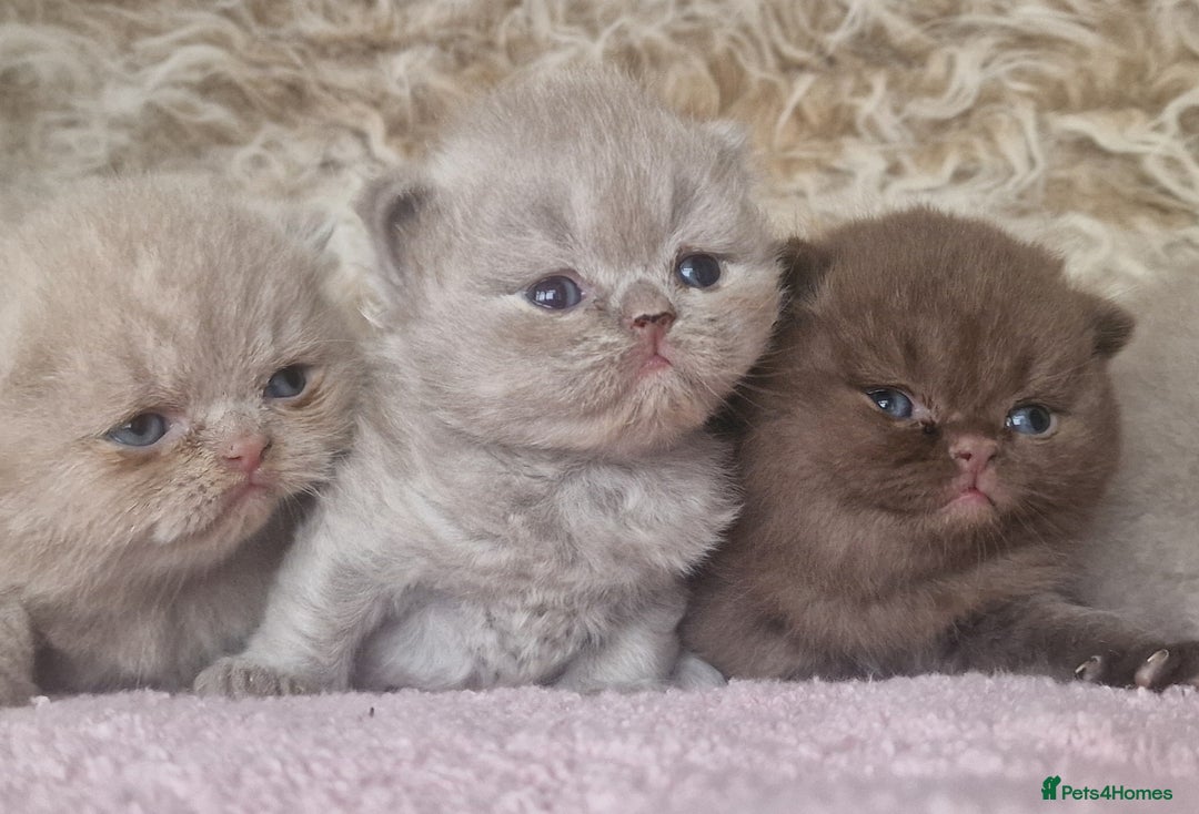 British Shorthair cats for sale: Tica registered British Shorthair kittens Champion - Image 17