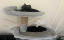 Mixed Breed cats for sale: Kittens - Image 5