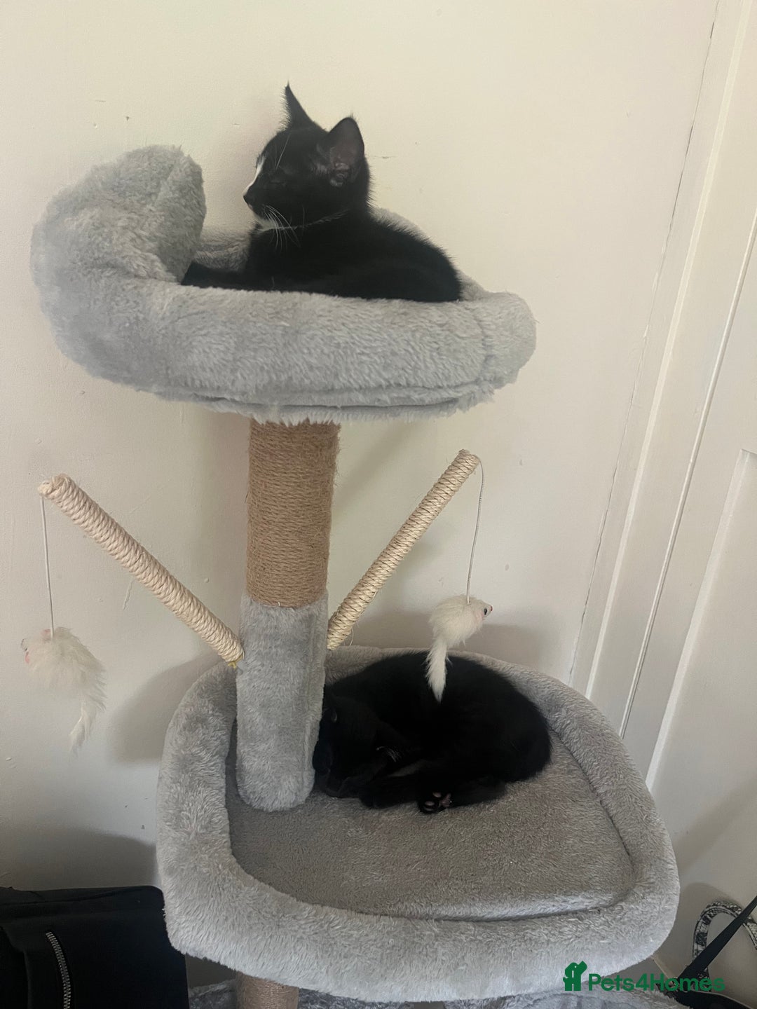 Mixed Breed cats for sale: Kittens - Image 5