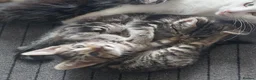 Mixed Breed cats for sale: 3 kittens girls for sale - Advert 8