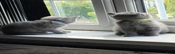 British Shorthair cats for sale: Pure British shorthair kittens - Advert 6