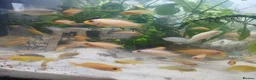 Cichlids fish for sale: African cichlids  - Advert 3