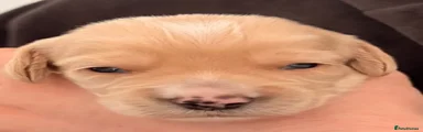 Cockapoo 3