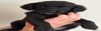 Cockapoo 6