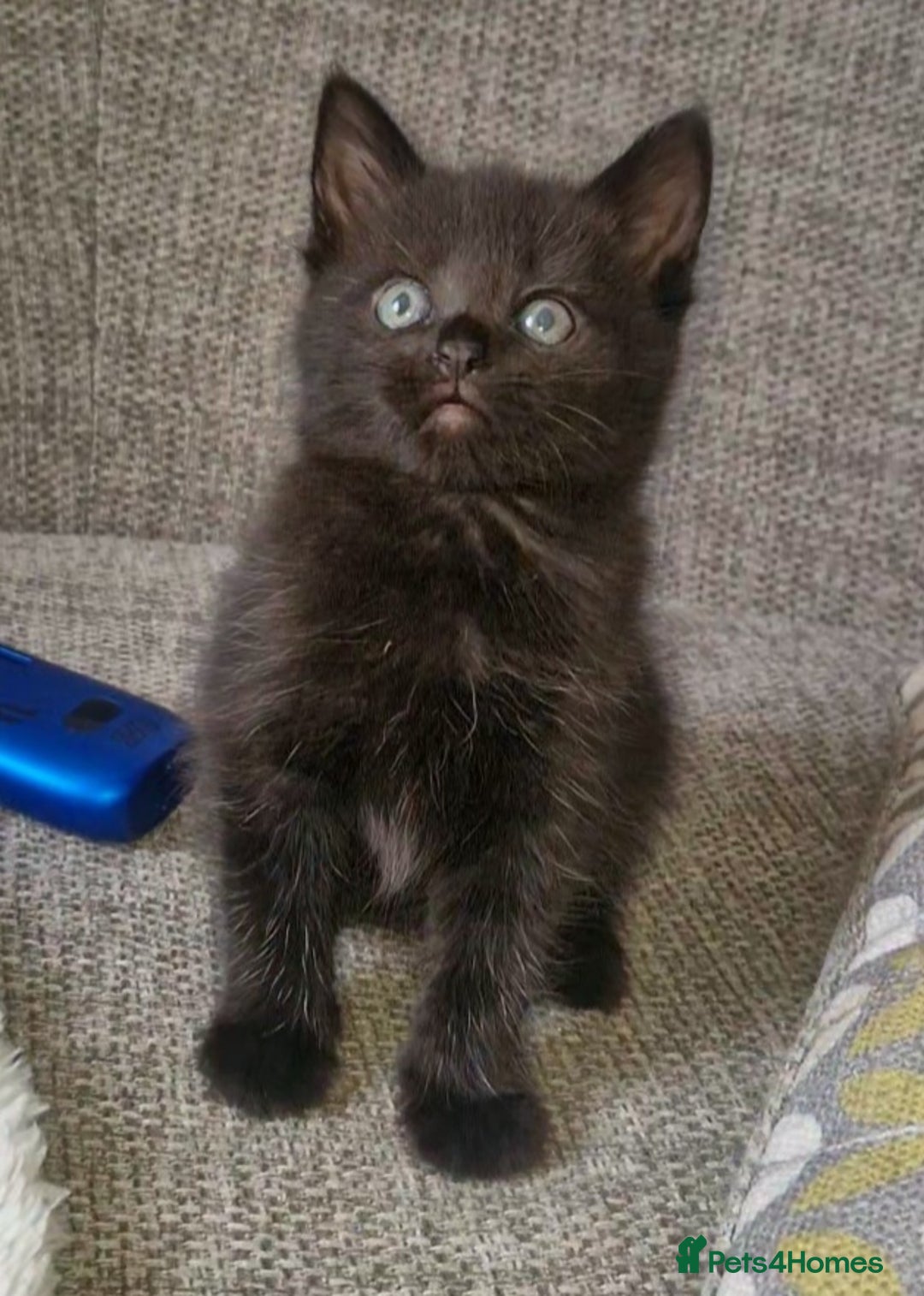 Domestic Shorthair cats for sale: 4 kittens ready to go 19th sept - Image 5