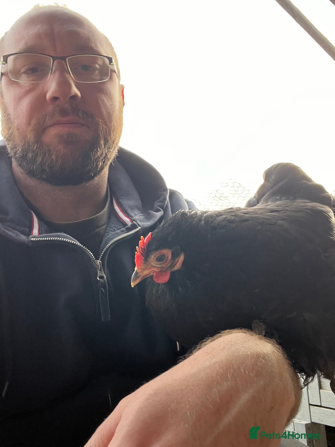 Chickens poultry for sale: HATCHING EGGS - Mixed Pekin & Silkie Bantams  in Warrington - Advert 11