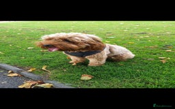 Cockapoo dogs for sale: Cockapoo pups for sale  - Image 16