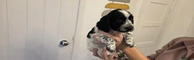 Cocker Spaniel 1