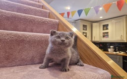 Scottish Fold cats for sale: 1 BSH Boy AVAILABLE. in Sheffield - Image 31