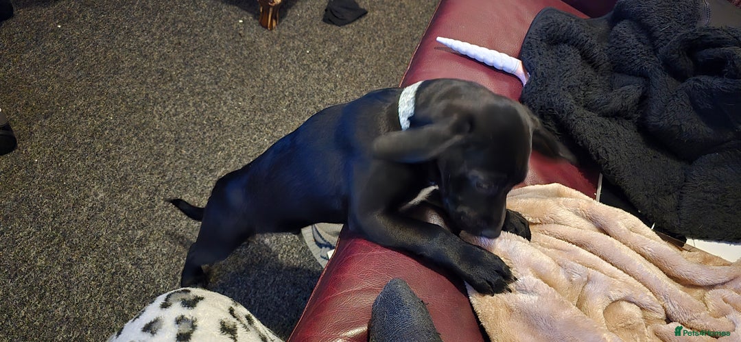Mixed Breed dogs for sale: Mixed breed - Image 4