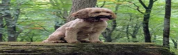 Cockapoo dogs for sale: 🐾 Cockapoo Puppies Due 8th November! ❤️ 🐾 in Ruardean - Advert 10