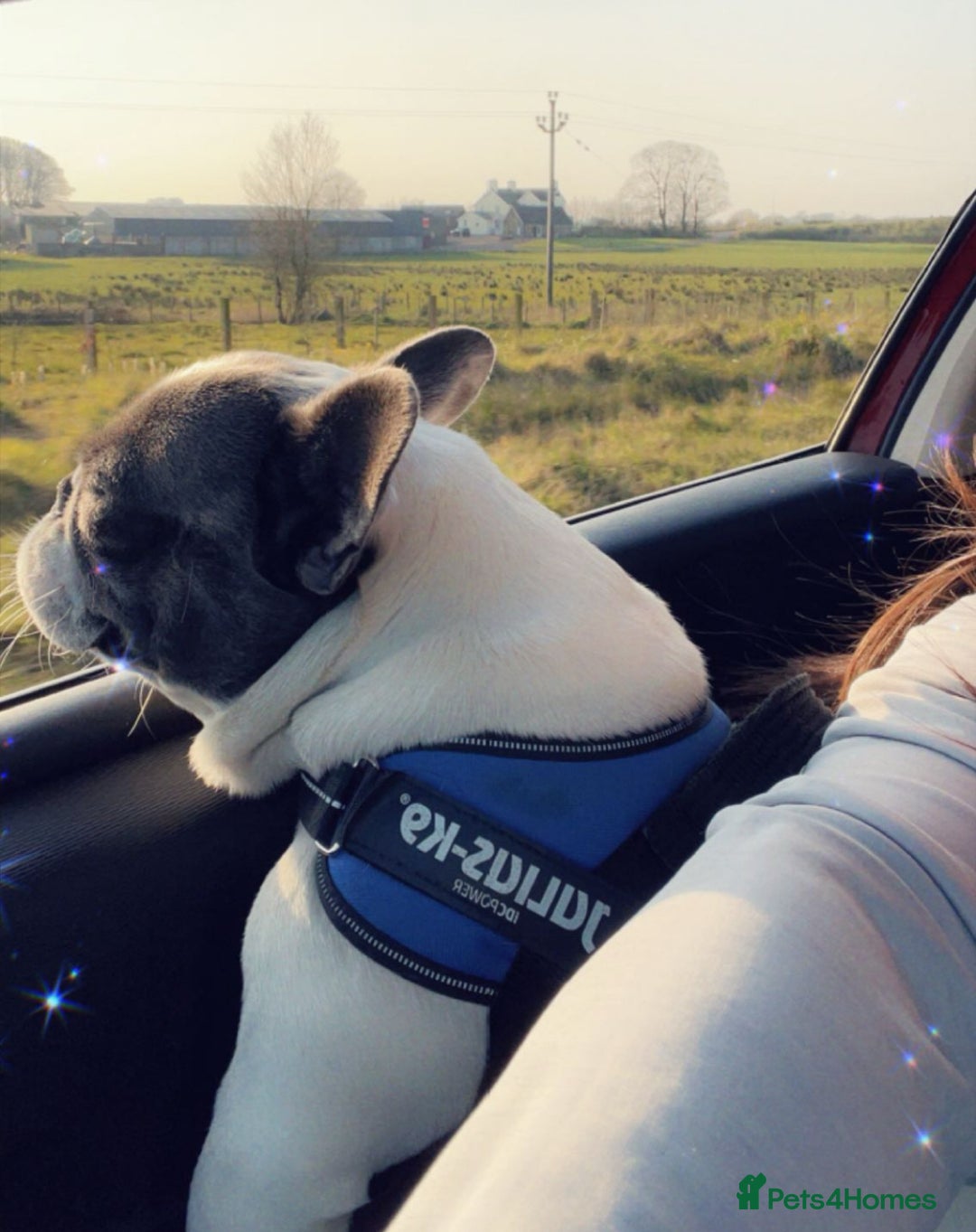 French Bulldog dogs for sale: French bulldog  - Advert 4