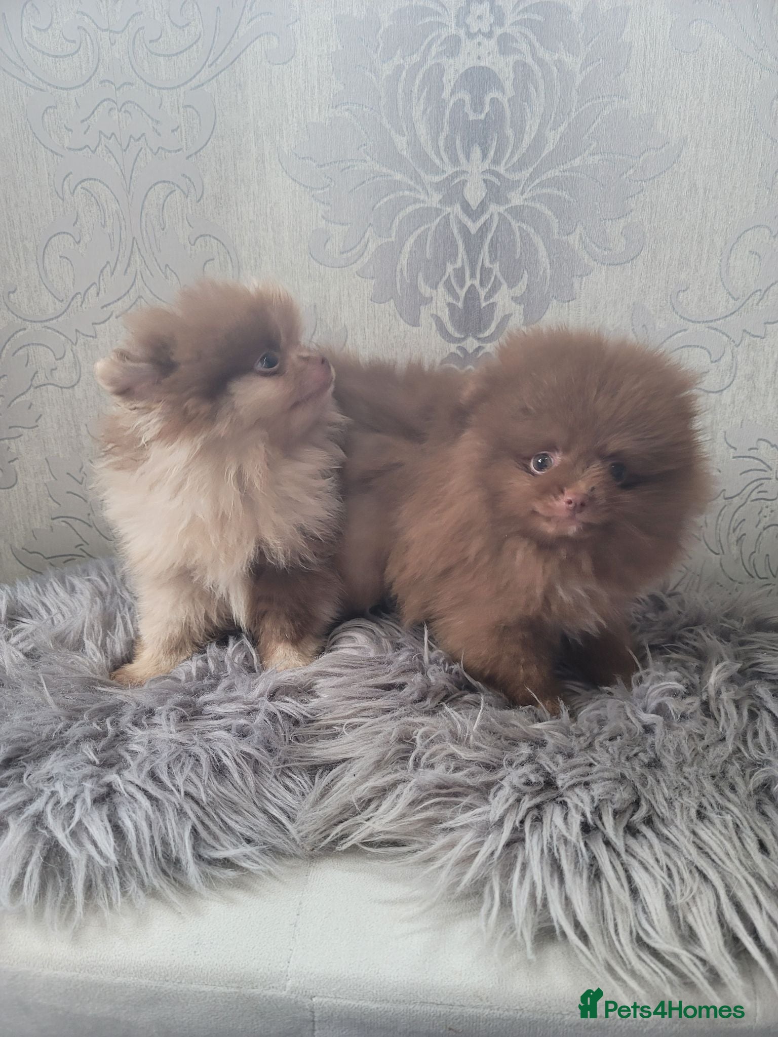 Pomeranian dogs 2 stunning poms  - Advert 1