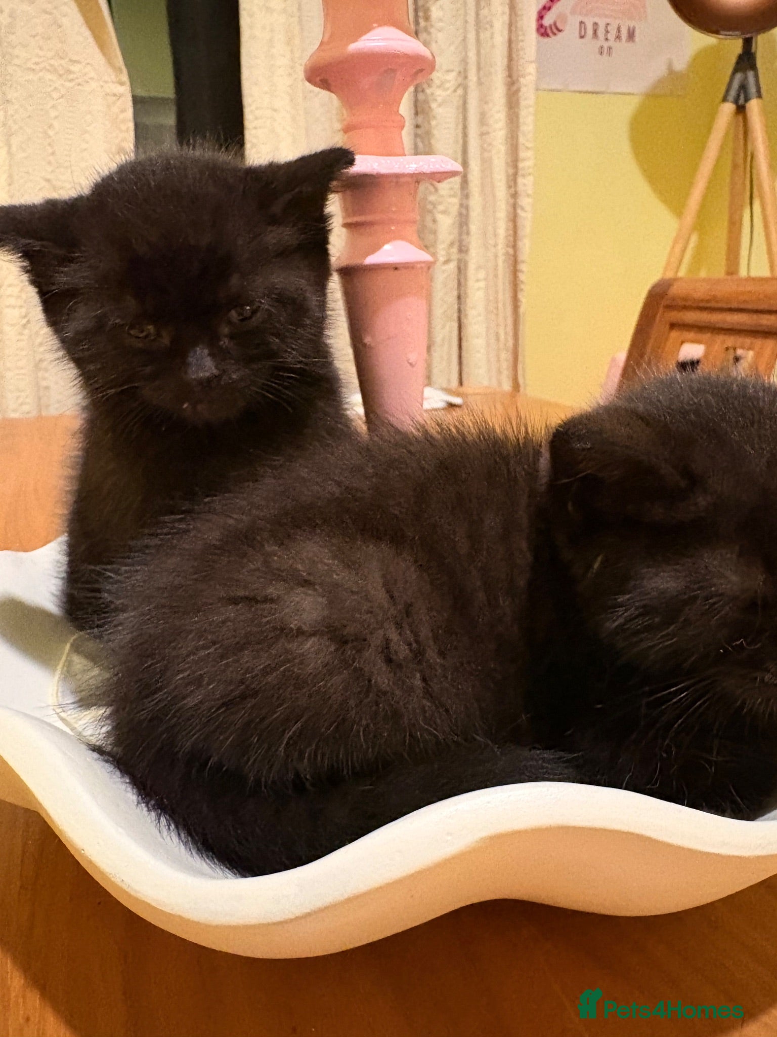 Mixed Breed cats Black kittens for sale  - Advert 1