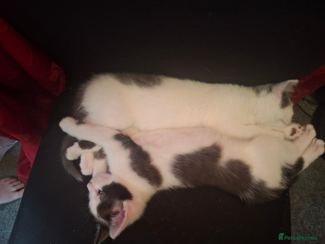 Mixed Breed cats for sale: Kittens - Image 6