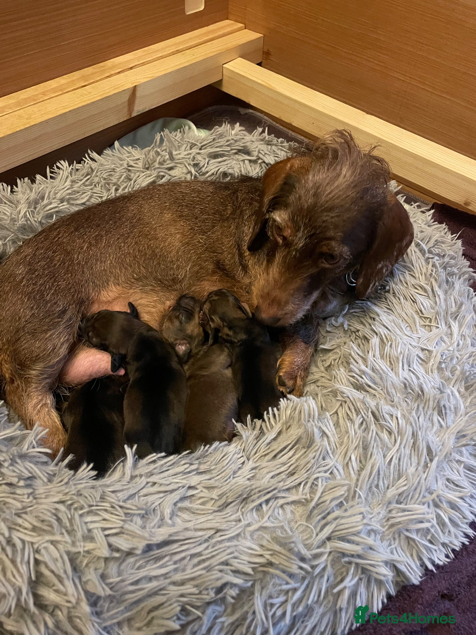 Dachshund dogs Beautiful litter of Dachshund puppies  - Advert 1