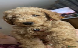 Toy Poodle dogs for sale: Toy poodles for sale READY TO LEAVE NOW  - Image 9