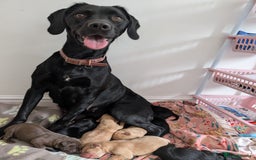 Springador dogs for sale: Beautiful Springador Puppies - Image 10
