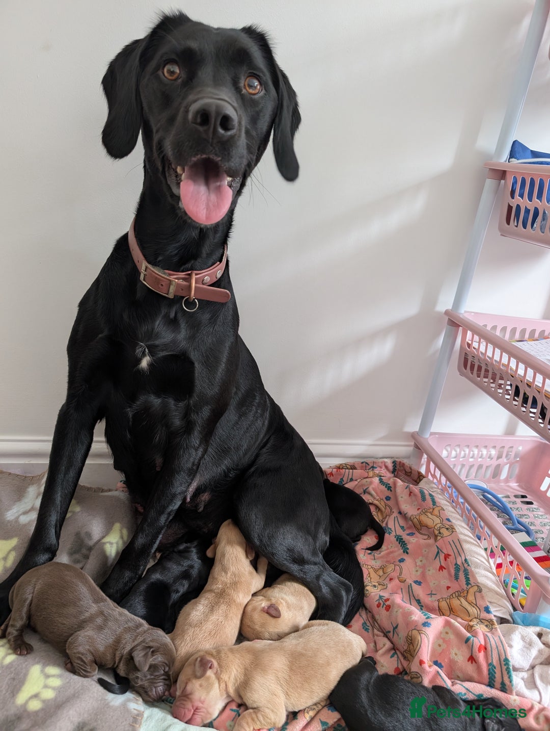 Springador dogs for sale: Beautiful Springador Puppies - Image 10
