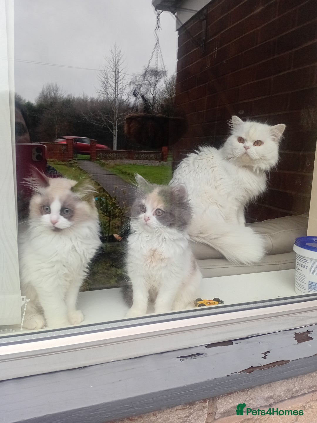 Mixed Breed cats for sale: Milky ,oreo - Advert 10