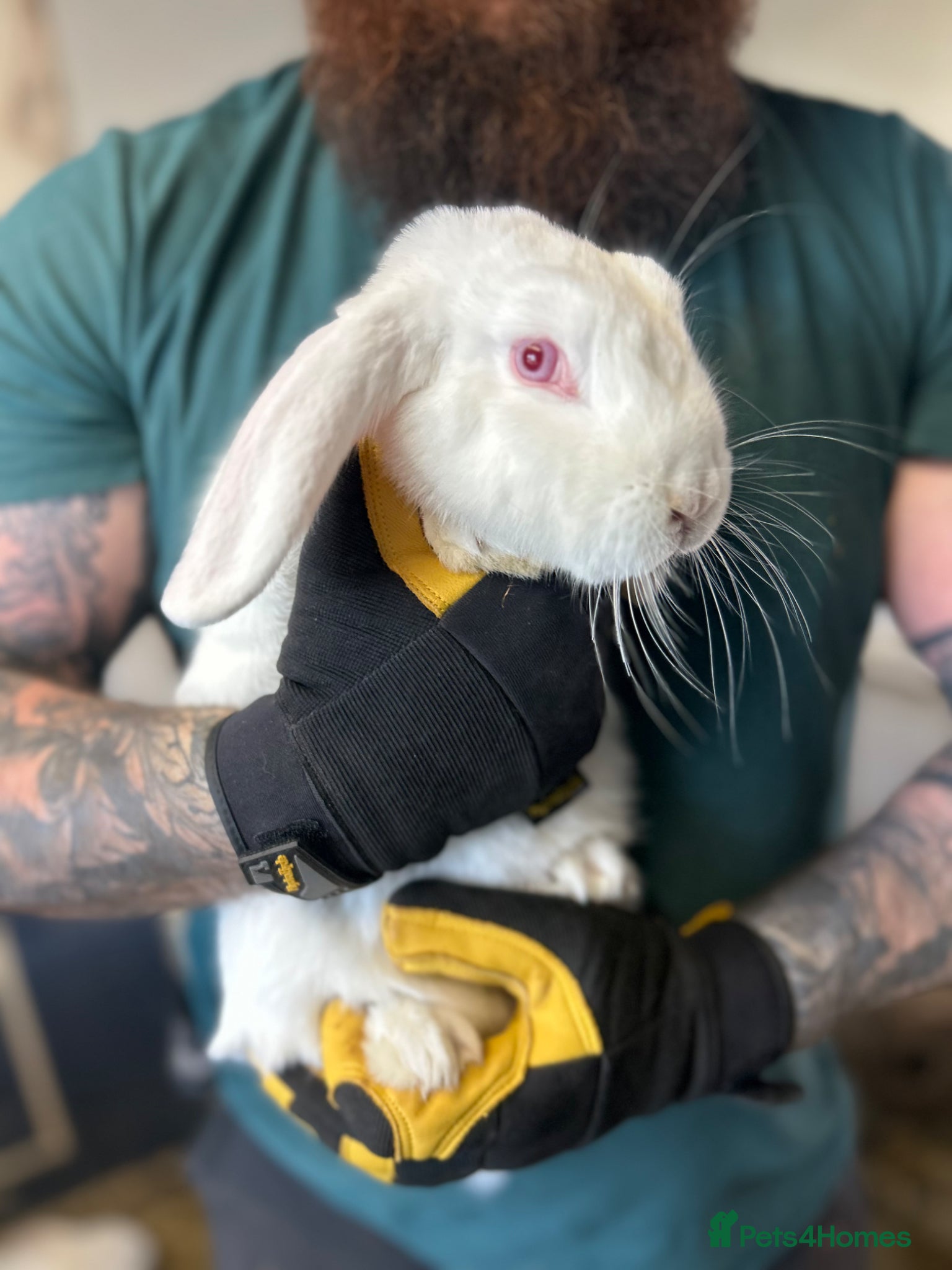 French Lop rabbits 2 White French Lop Rabbits, 4 Months - Advert 5