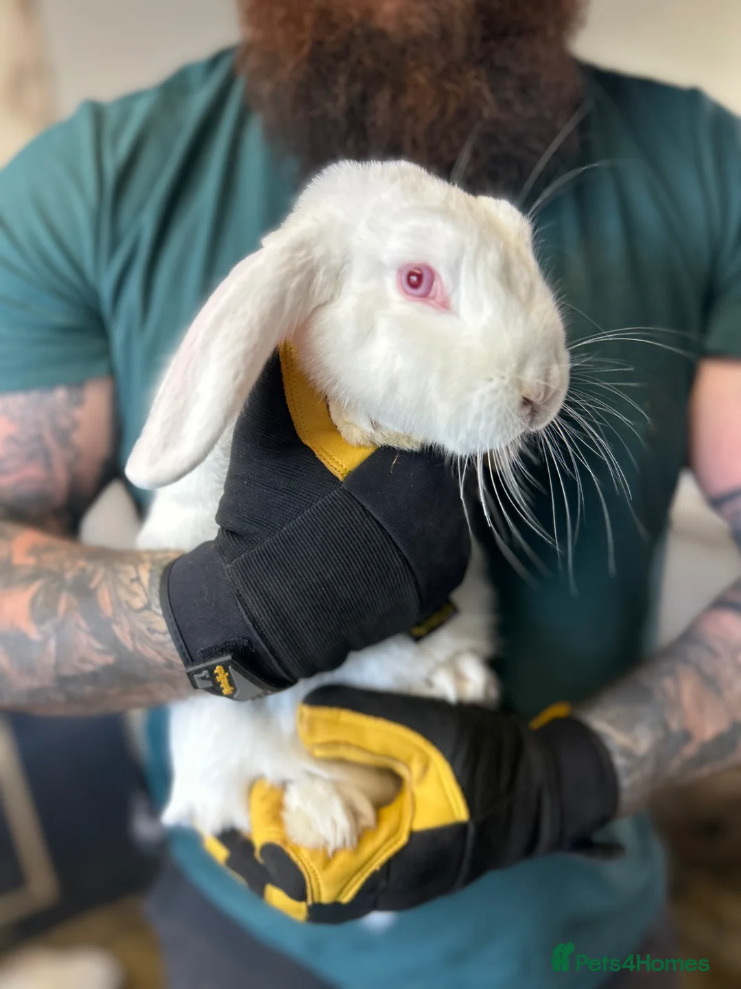 French Lop rabbits for sale: 2 White French Lop Rabbits, 4 Months - Advert 1