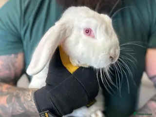 French Lop rabbits 2 White French Lop Rabbits, 4 Months - Advert 5