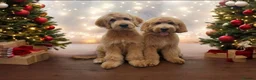 Mixed Breed dogs for stud: Standard F1 Goldendoodle for stud in Preston - Advert 16