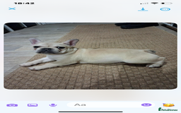 French Bulldog dogs for sale: 2 beautiful French bulldog puppies - Advert 6