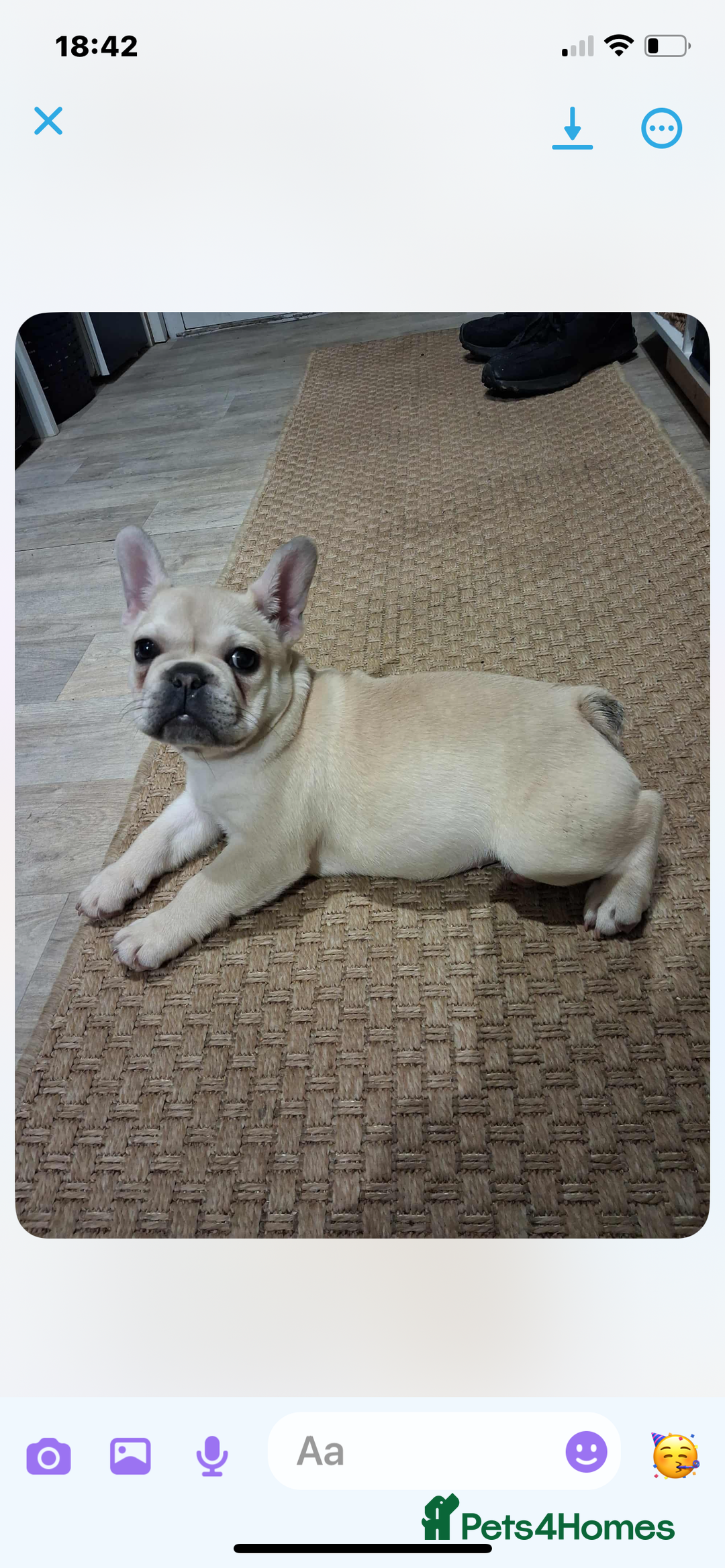 French Bulldog dogs for sale: 2 beautiful French bulldog puppies - Advert 6