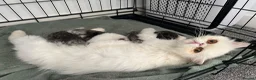Persian cats for sale: GCCF Registered Persian Kittens - Advert 17